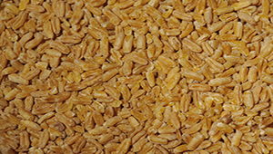 Bulgur