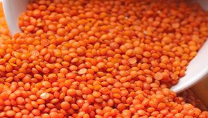 Kırmızı Mercimek