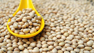 Soya