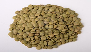 Yeşil Mercimek